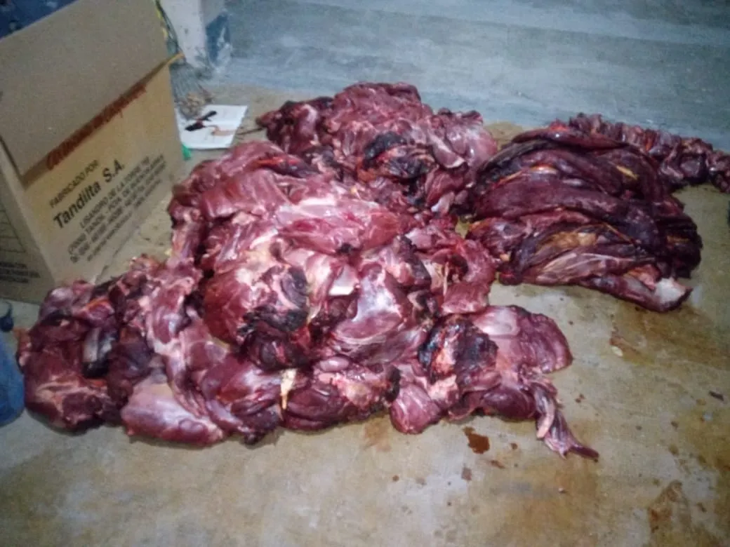 Carne de guanaco decomisada.