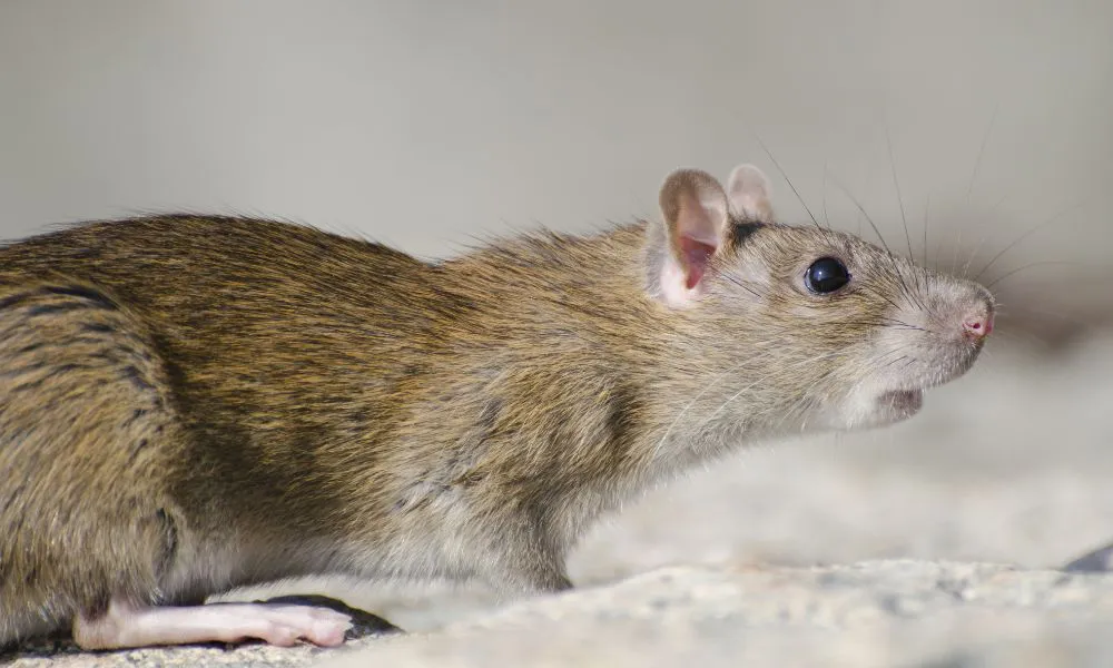 Hantavirus. Foto Freepik