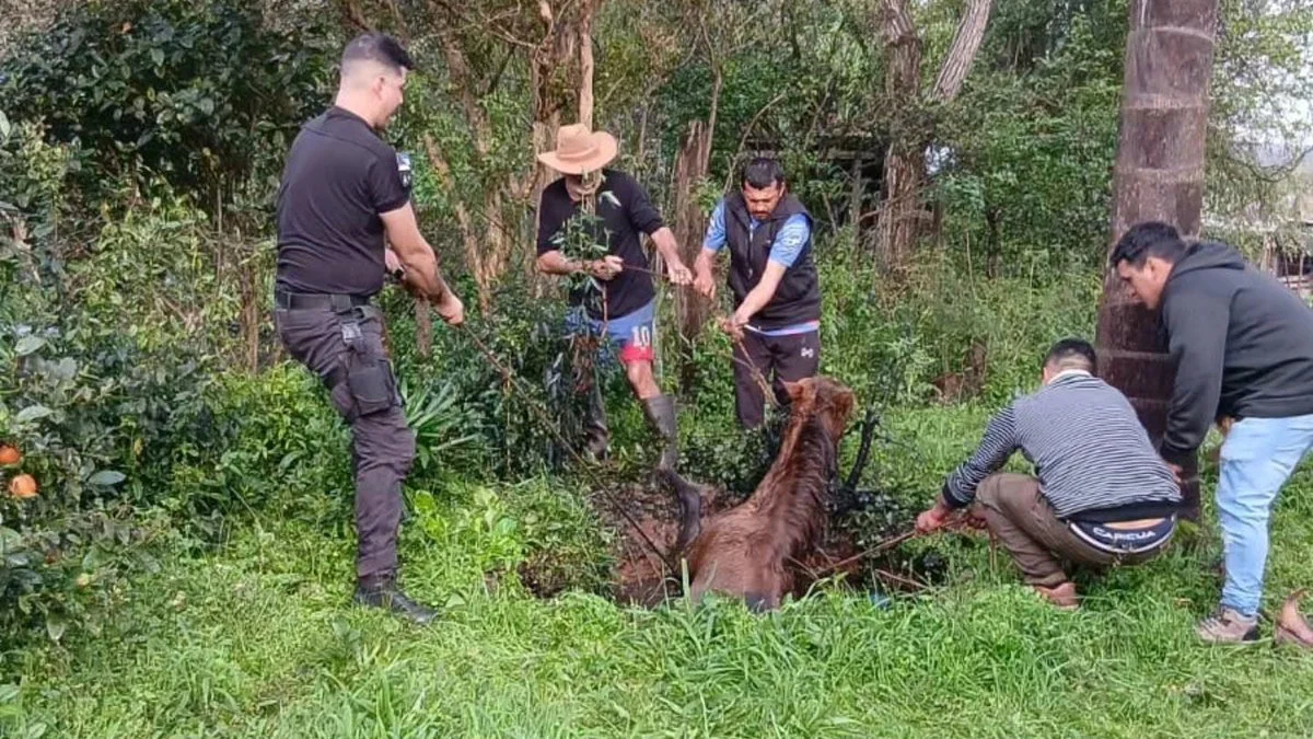 Rescataron a un caballo de un pozo séptico