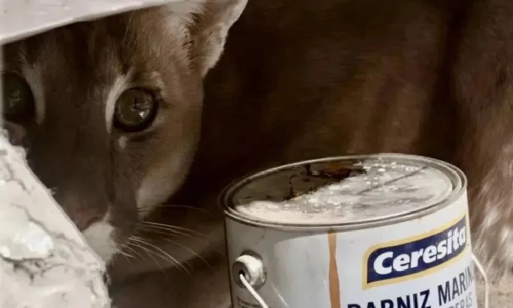 Puma escondido en una vivienda