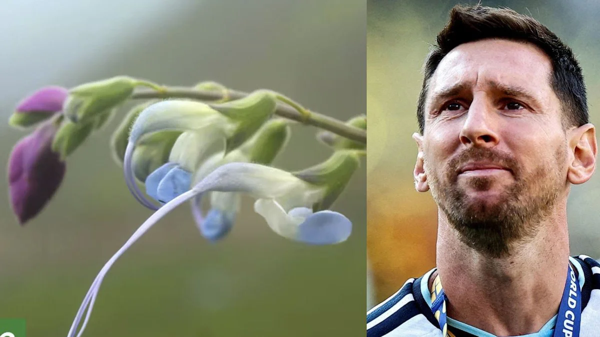 Flor Messii