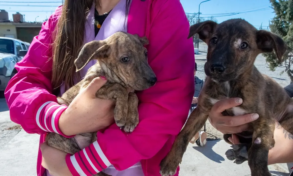 Vacunacion y adopcion de mascotas en Playa Union