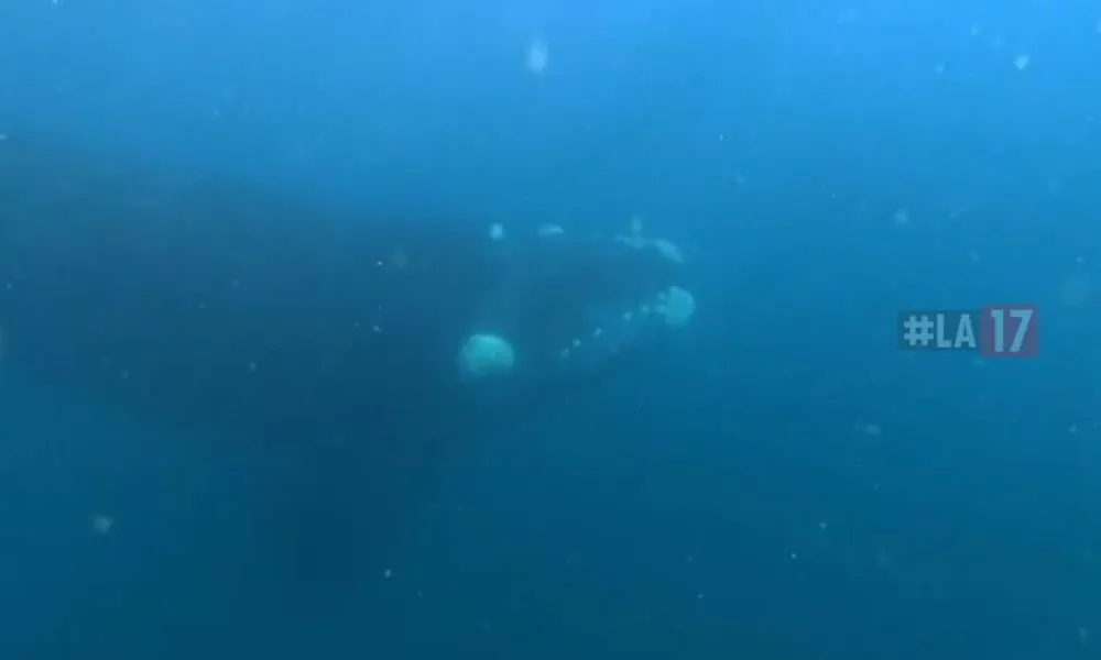 Ballena se acerca a un buzo en Puerto Madryn