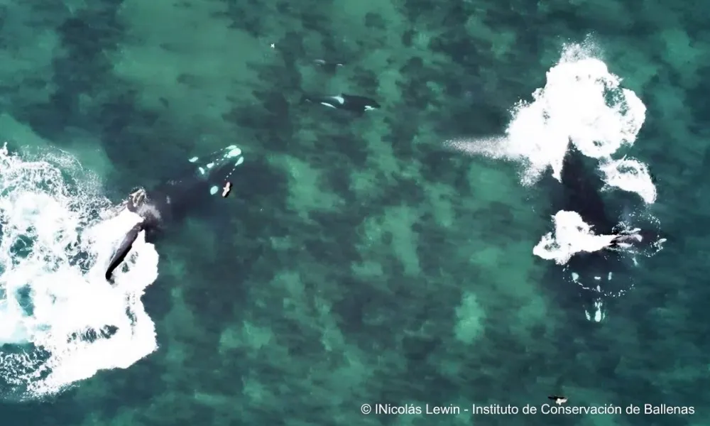 Captura de pantalla del video filmado el 1 de agosto por el investigador Nicolás Lewin