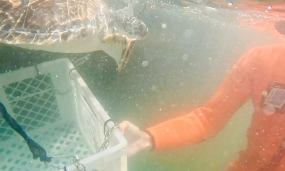 Prefectura devolvió una tortuga verde marina a su hábitat natural