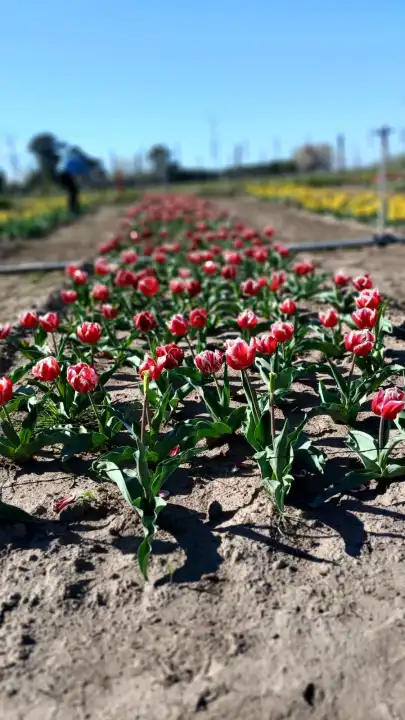 Tulipanes RN Tulipanes RN