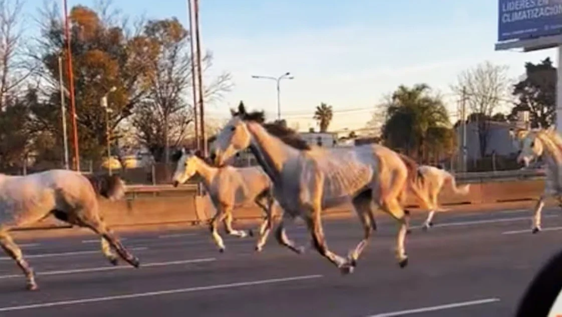 Caballos