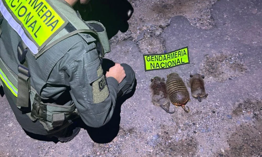 Secuestran cuarzo y hallan fauna faenada