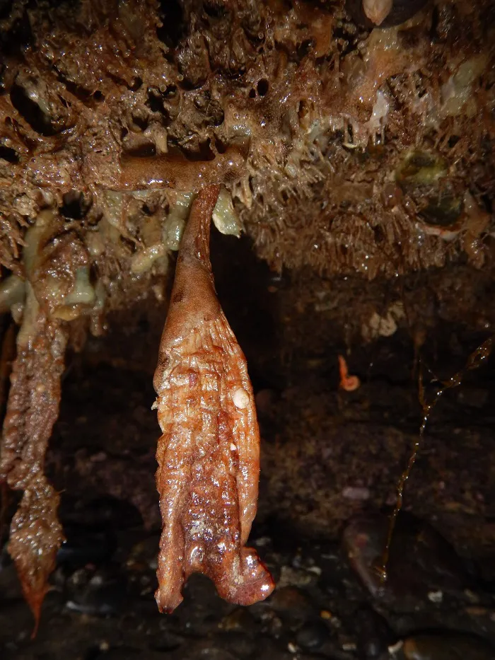 Estudian la dinámica poblacional de una ascidia introducida en el Golfo San Matías