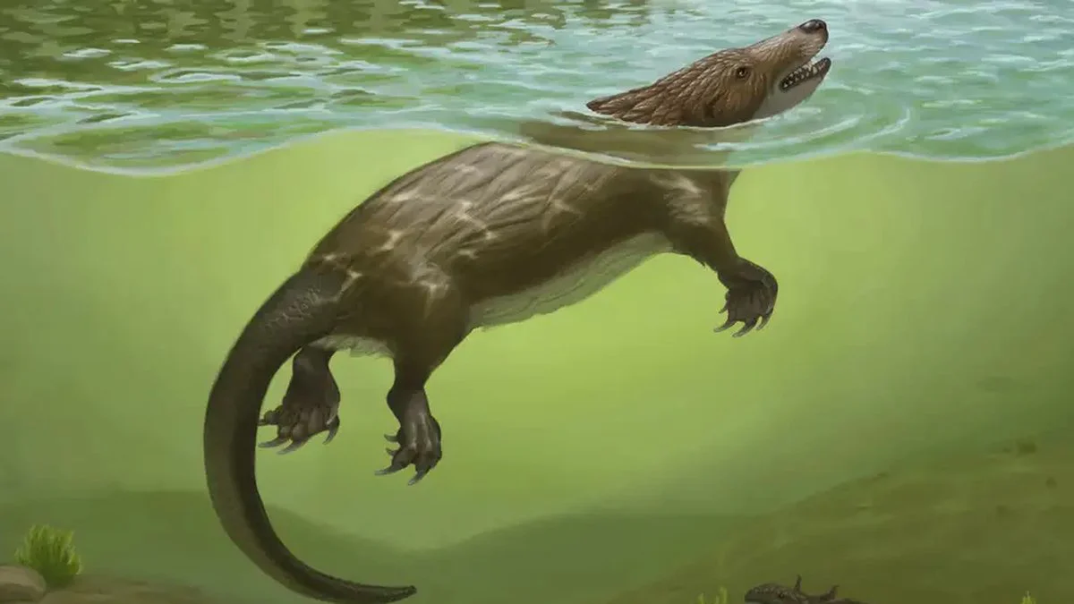 Megacauda sungei
