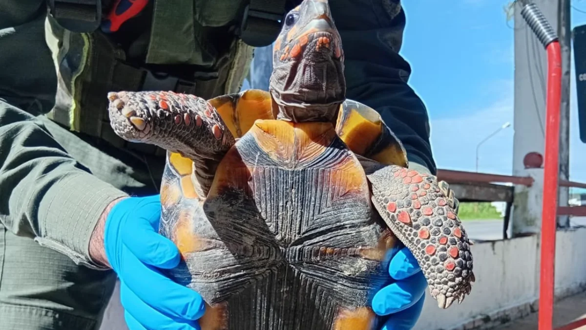 Una tortuga en la olla