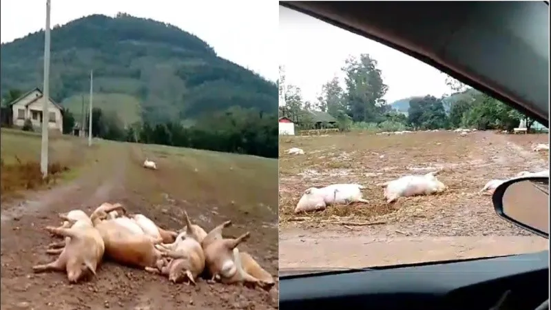 Brasil
