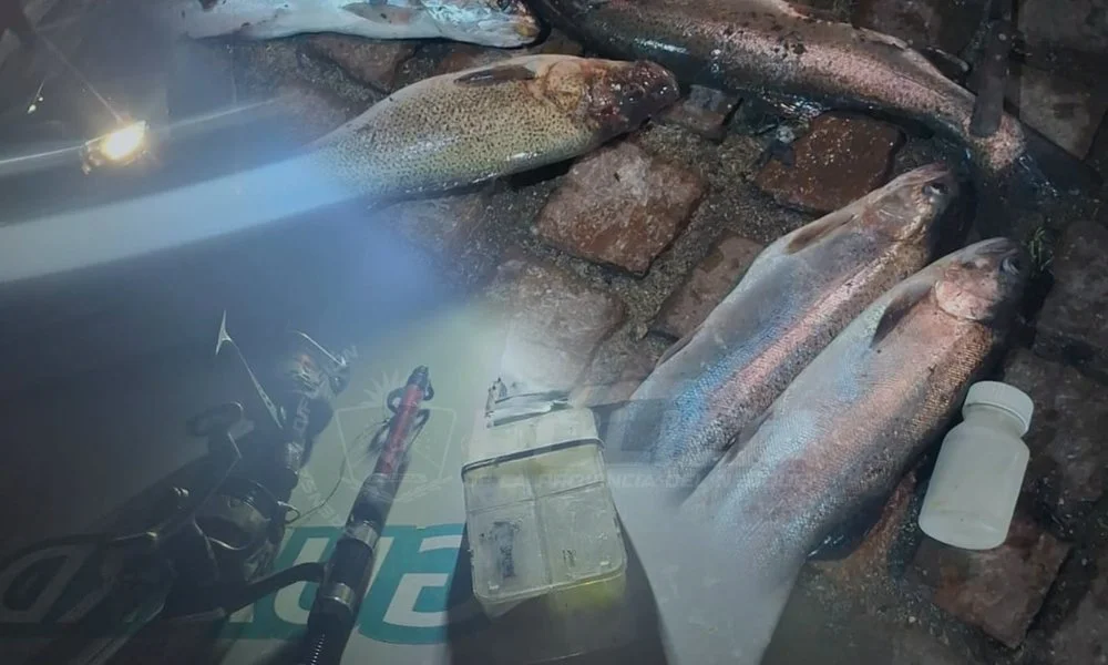 pesca ilegal elementos