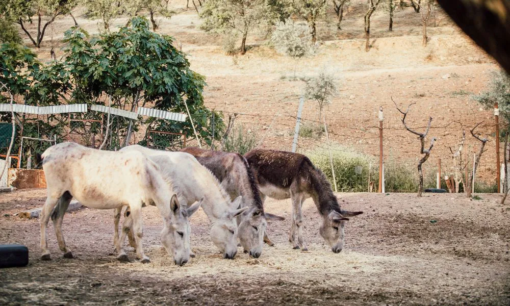 Burros en el campo imagen ilustrativa Freepik
