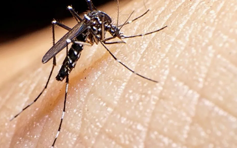 Dengue