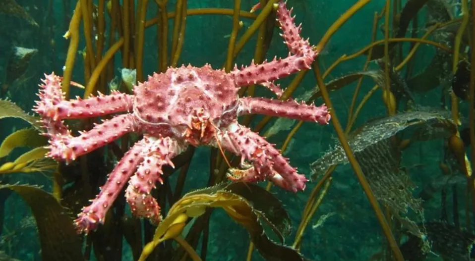buceo camarones