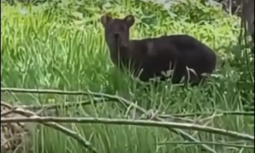 Pudú