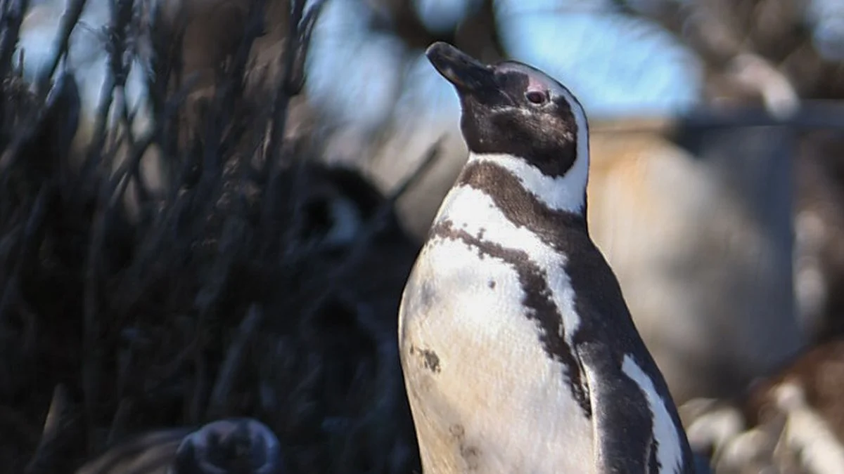 Pingüinos de Magallanes