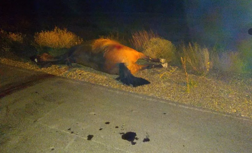 caballo accidente (4)