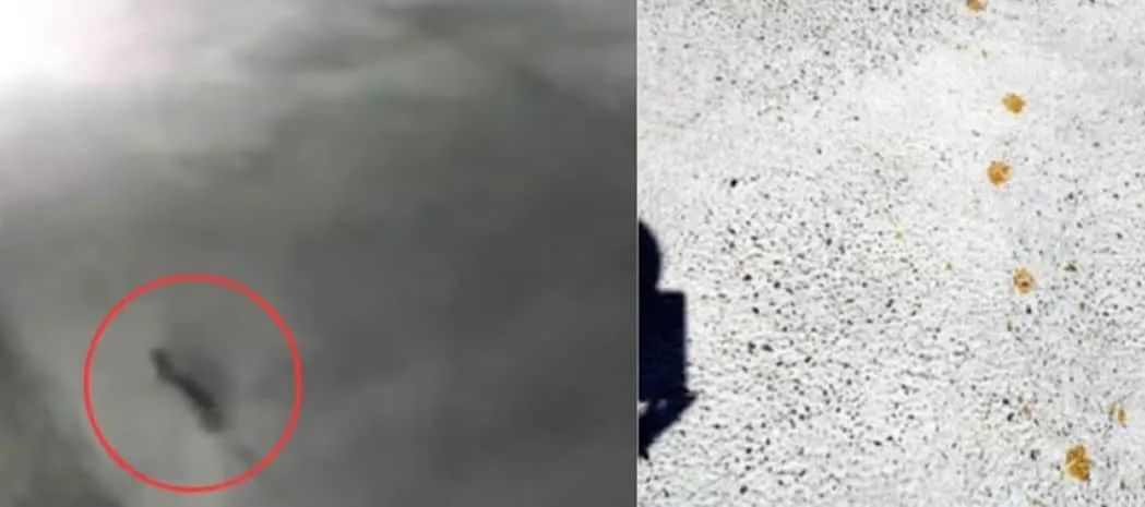 Gato