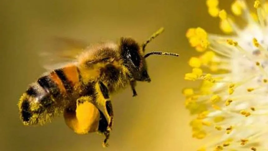Dia-mundial-de-las-abejas