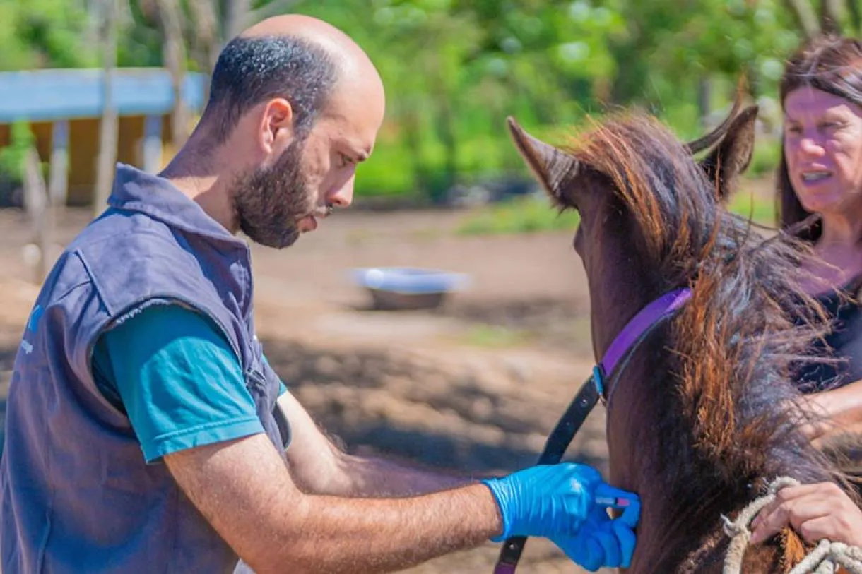 Vacunación de caballos