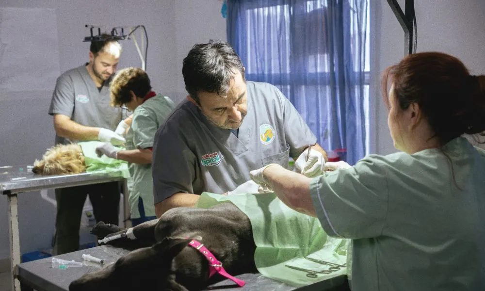 Campaña de castración en Rawson