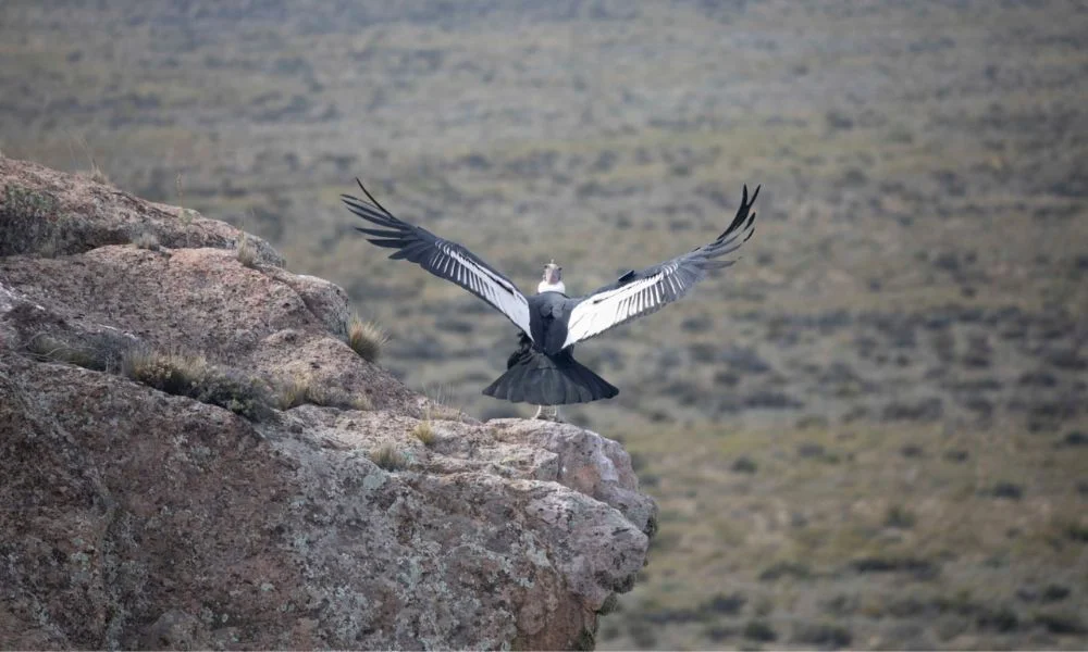 Vuelo de Cóndor