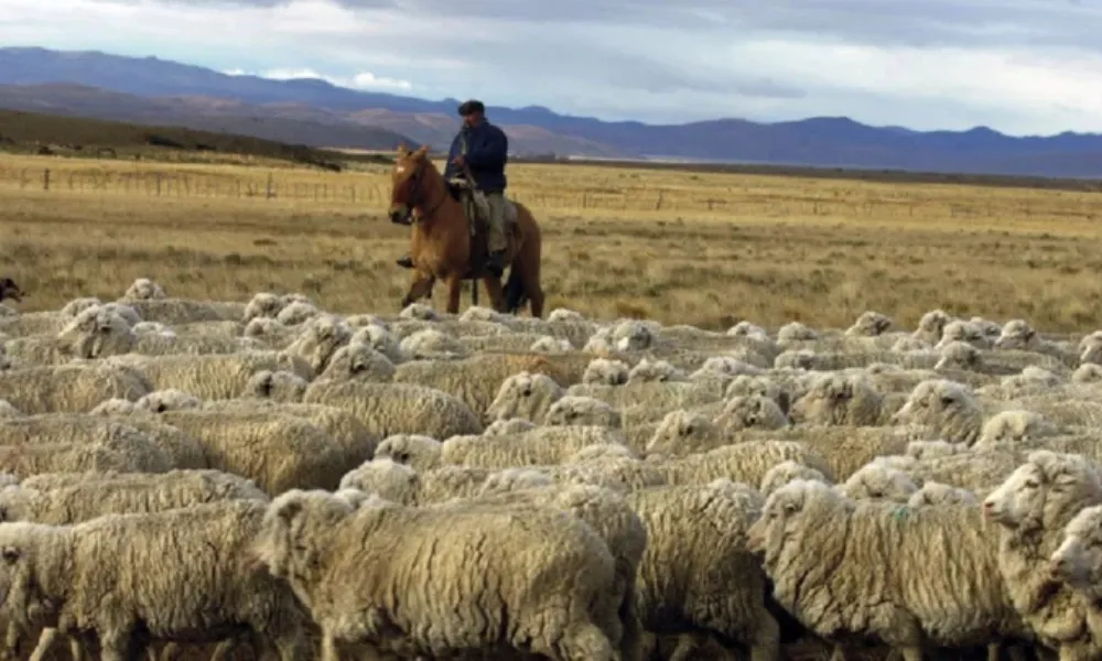 Ganadería en Chubut