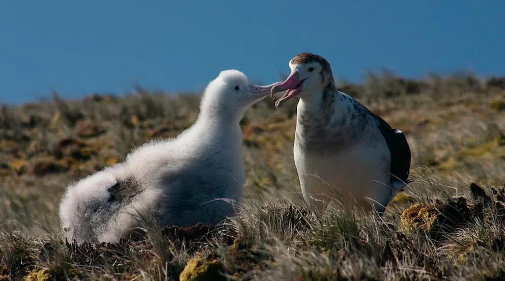 aves divorciadas