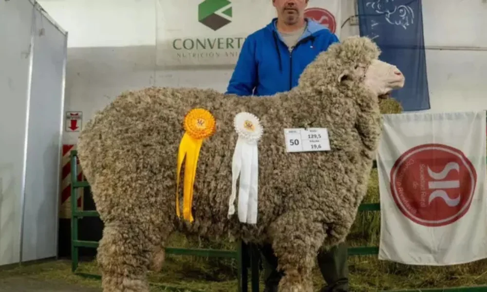 Carnero ganador