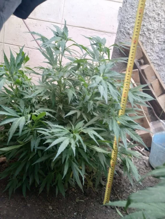 Secuestro de plantas de marihuana