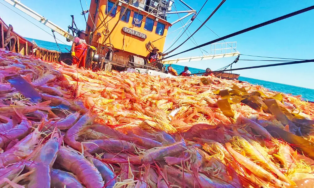 Langostino