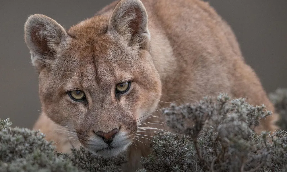 Puma
