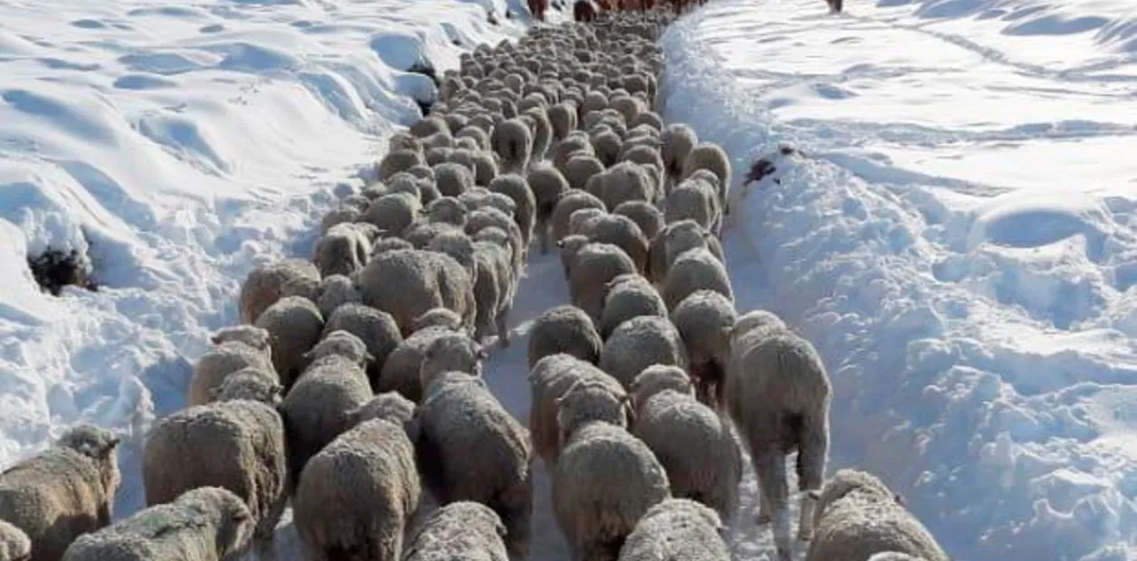 Ovejas en Patagonia con nieve