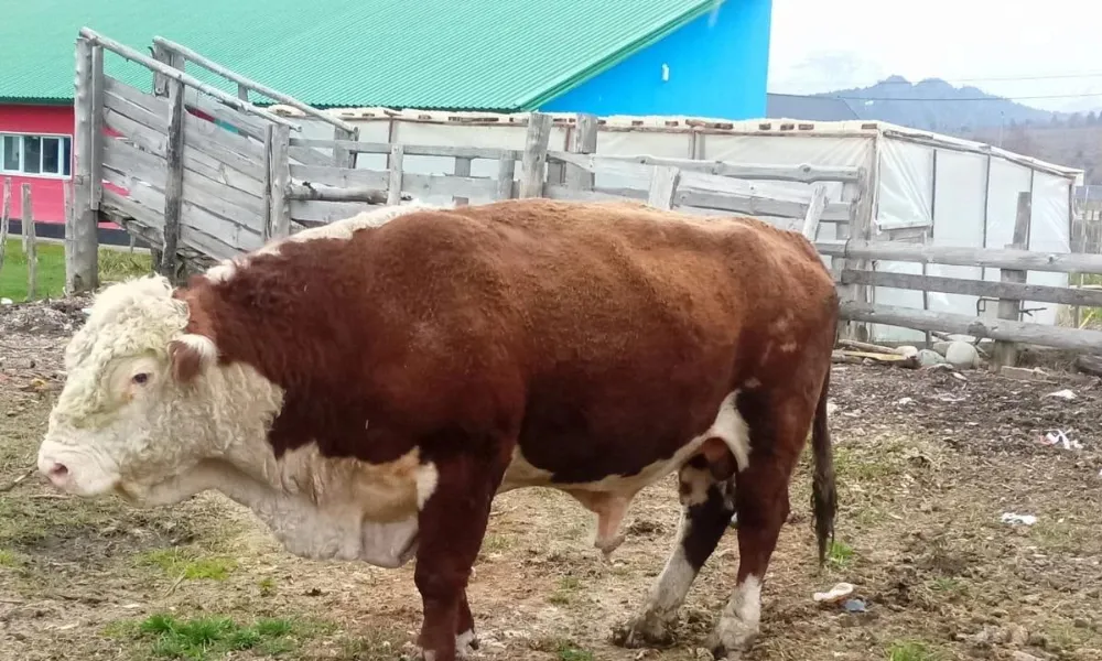 Toro