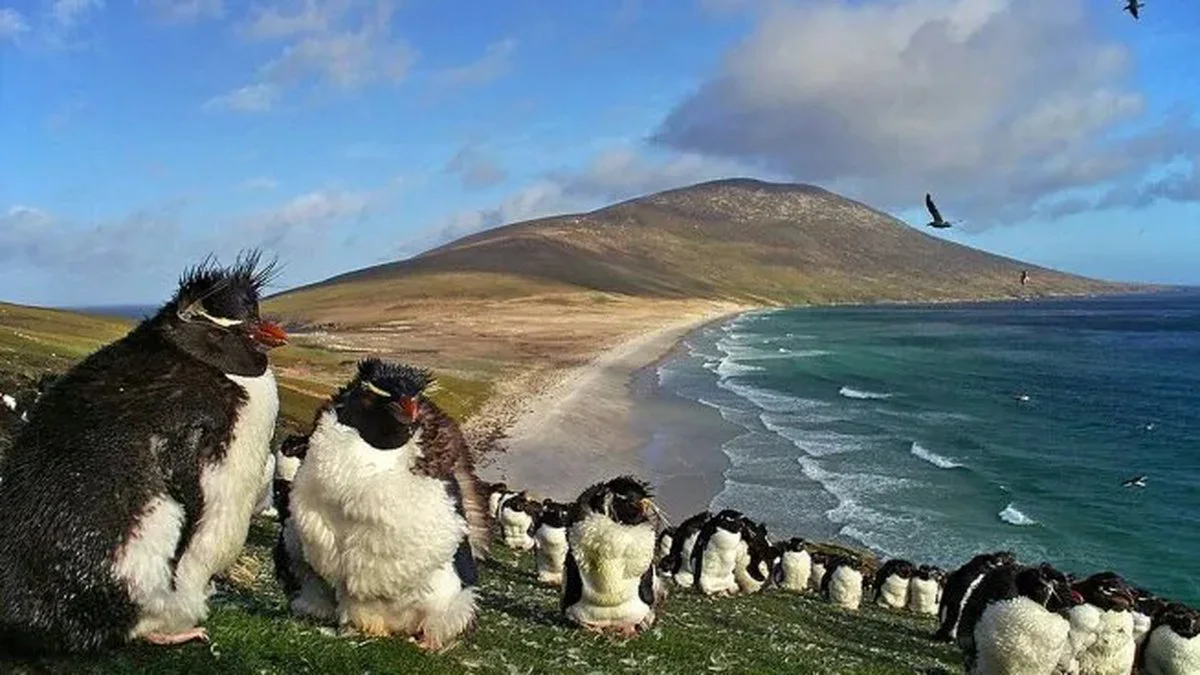 islas-malvinas-pingüinos (ámbito)