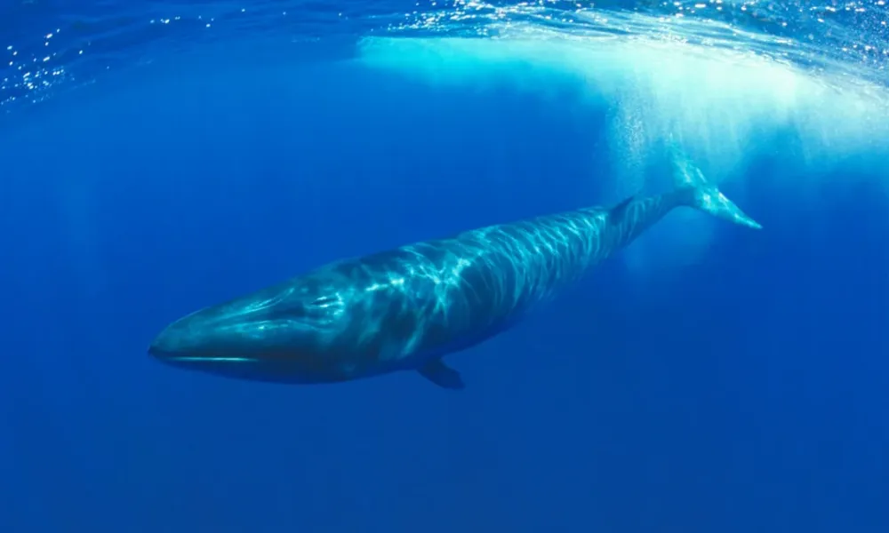 Ballena Sei