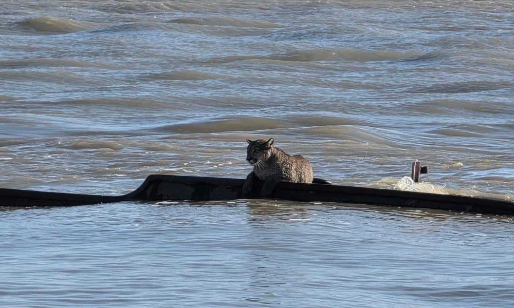 Puma en el barco hundido