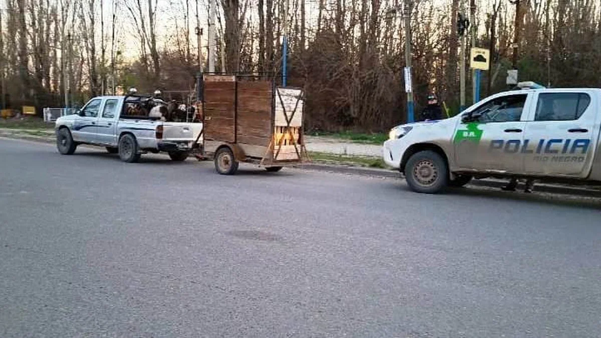 Brigada Rural decomisó 27 caprinos transportados sin documentación