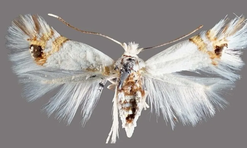 Polilla del álamo