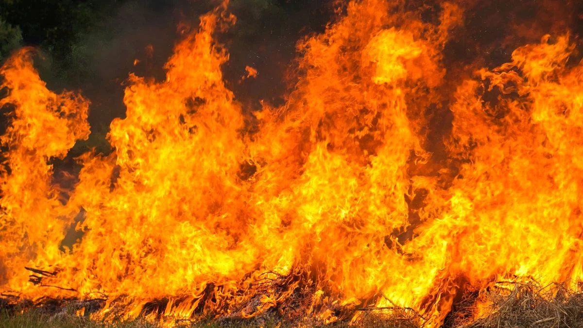 Incendio forestal imagen ilustrativa fuente Magnific
