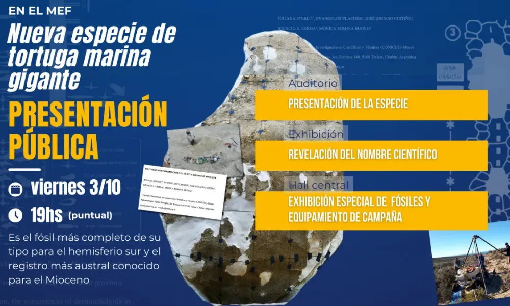Presentación de la tortuga marina gigante fósil en el MEF