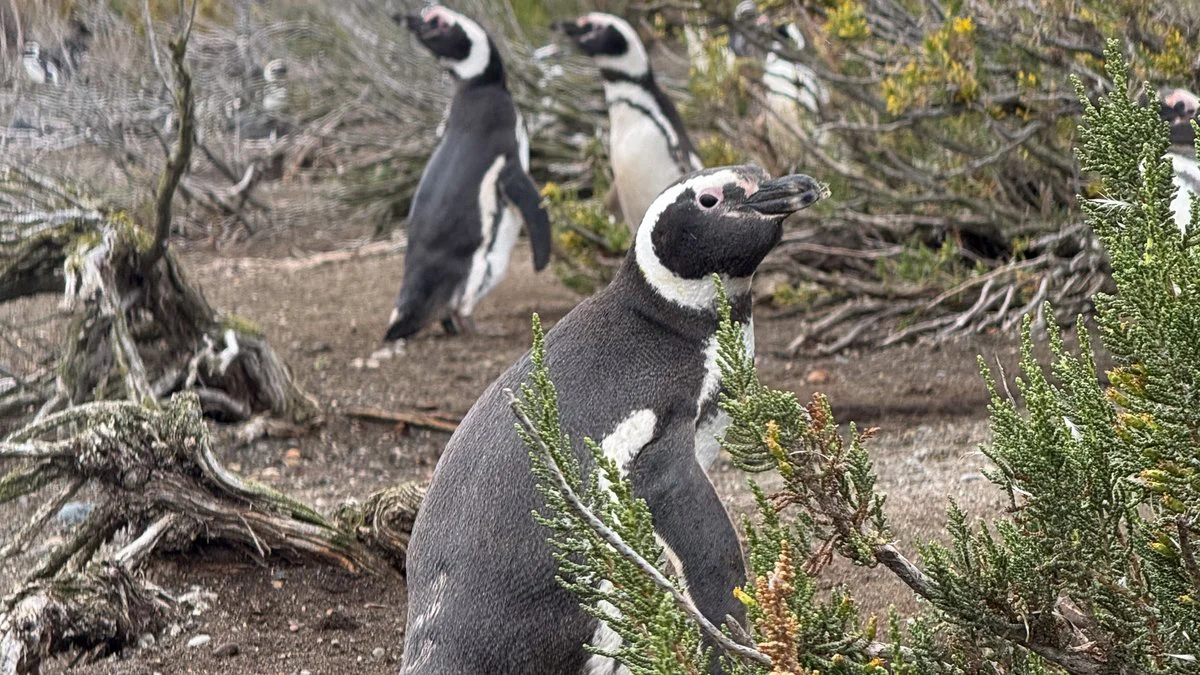 Pingüinos de Cabo Vírgenes, Foto Vicky Álvarez