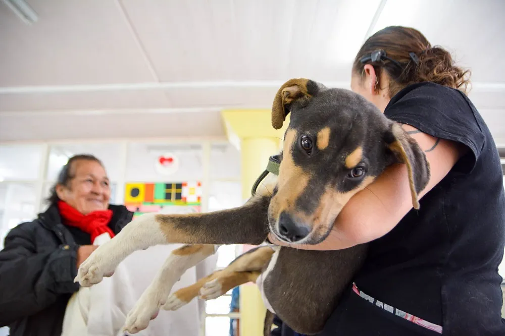 Vacunación y castración de mascotas en Puerto Madryn