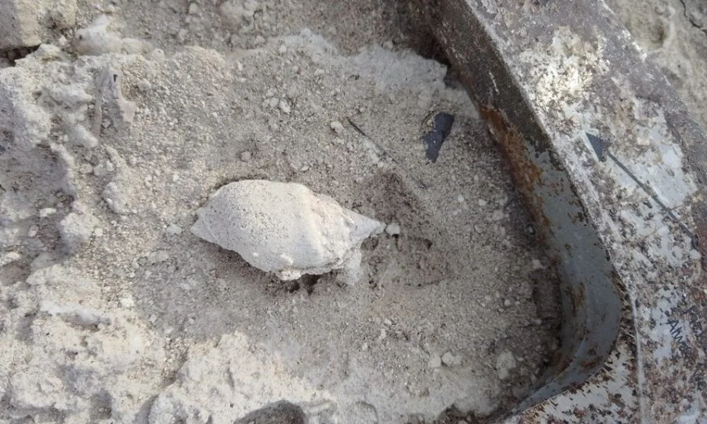 Buccinanops halleri