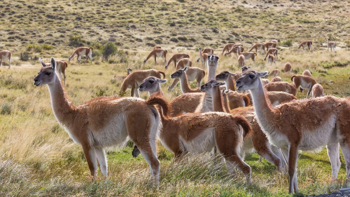 Guanacos. Foto Magnific
