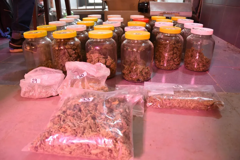 Droga secuestrada en el invernadero Droga secuestrada en el invernadero