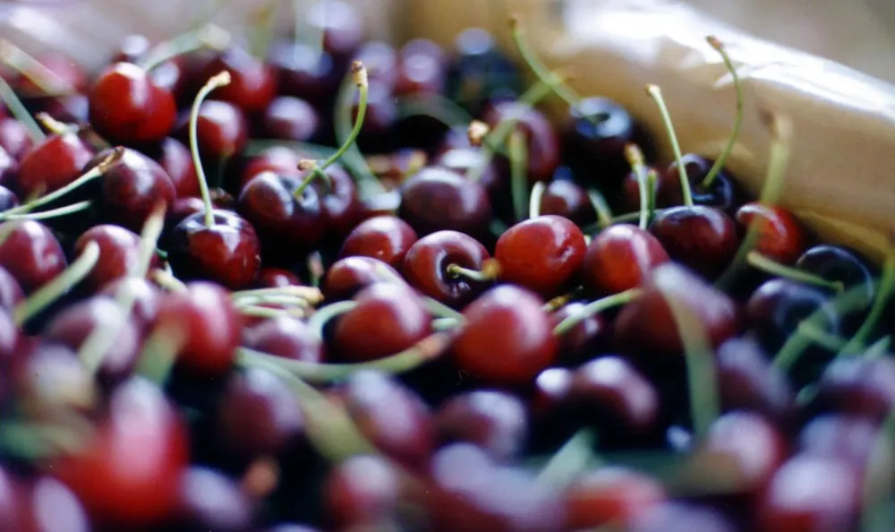 Cerezas