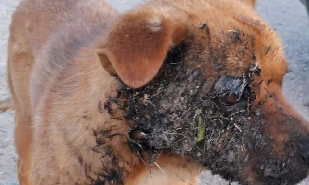 Perrita quemada con priotécnia